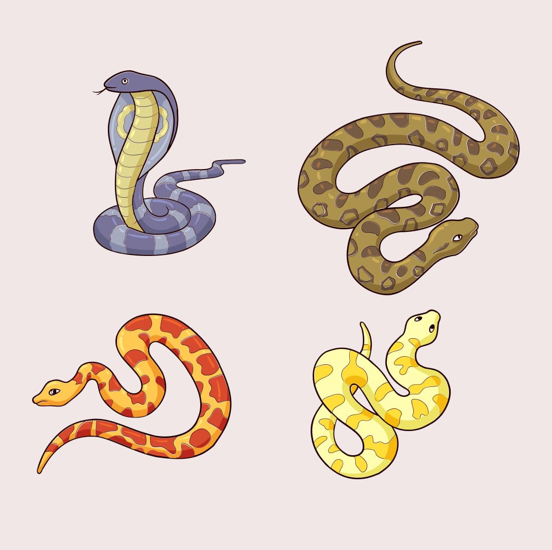 Four different types of snakes on a white background.