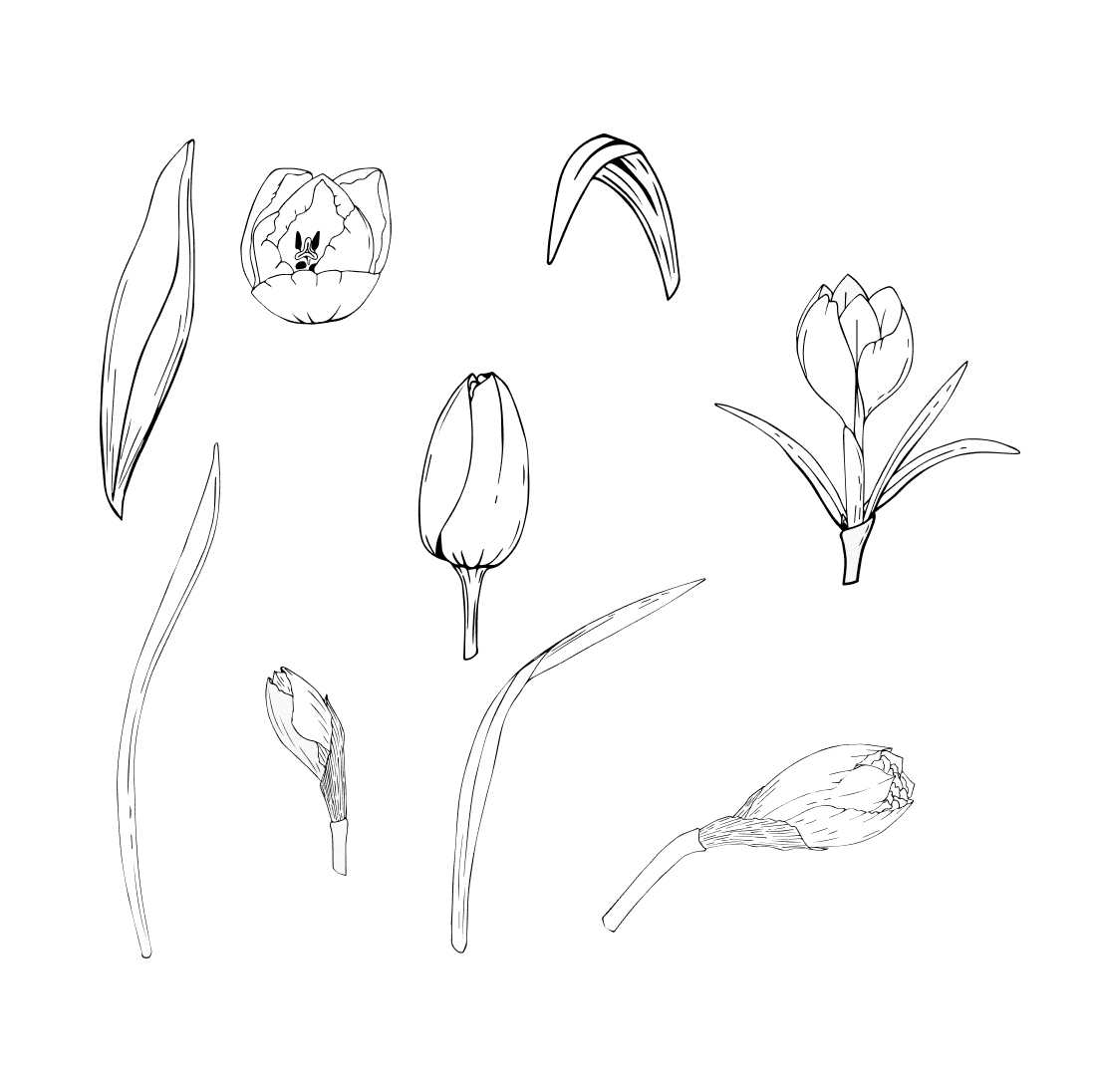 Contours of flowers and leaves of tulips.