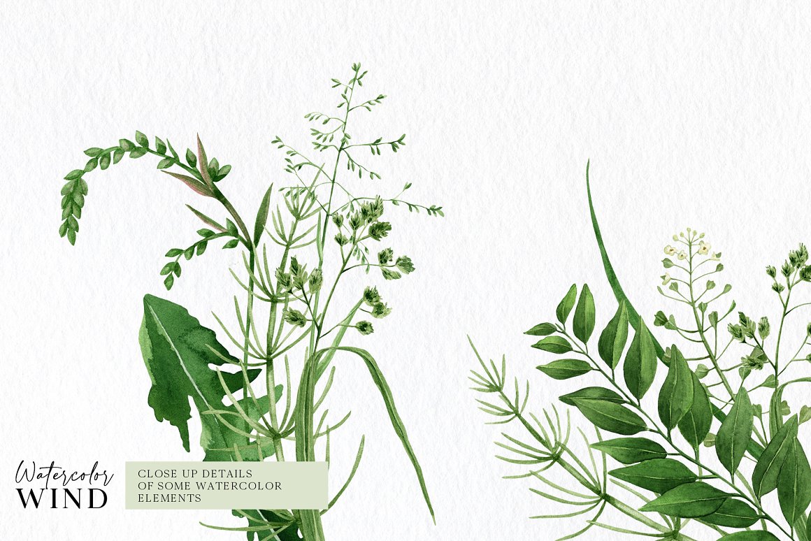 Various green plants on a white background.