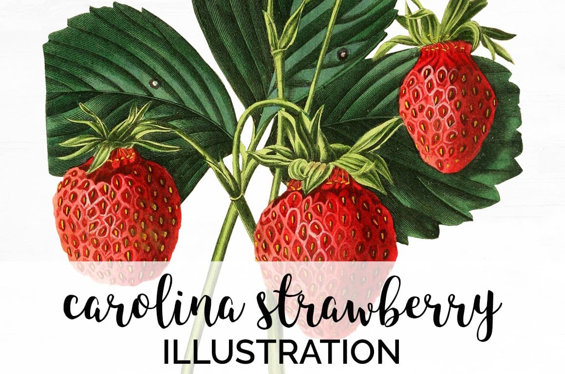Strawberry Fruit - Vintage Carolina Strawberry.