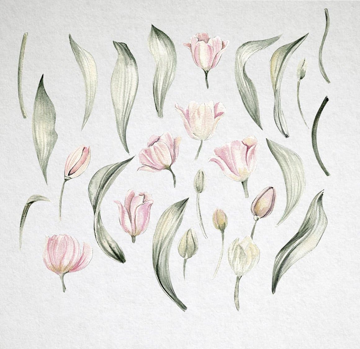 Watercolor pink tulips and green leaves.
