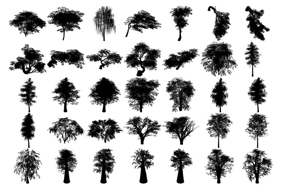 Black silhouettes of trees with large and thin trunks.