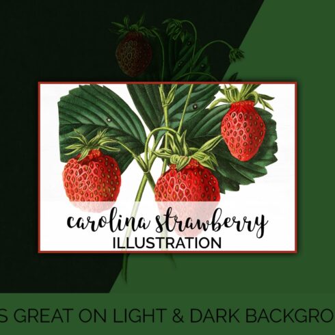 Illustration with three red strawberries and green leaves.
