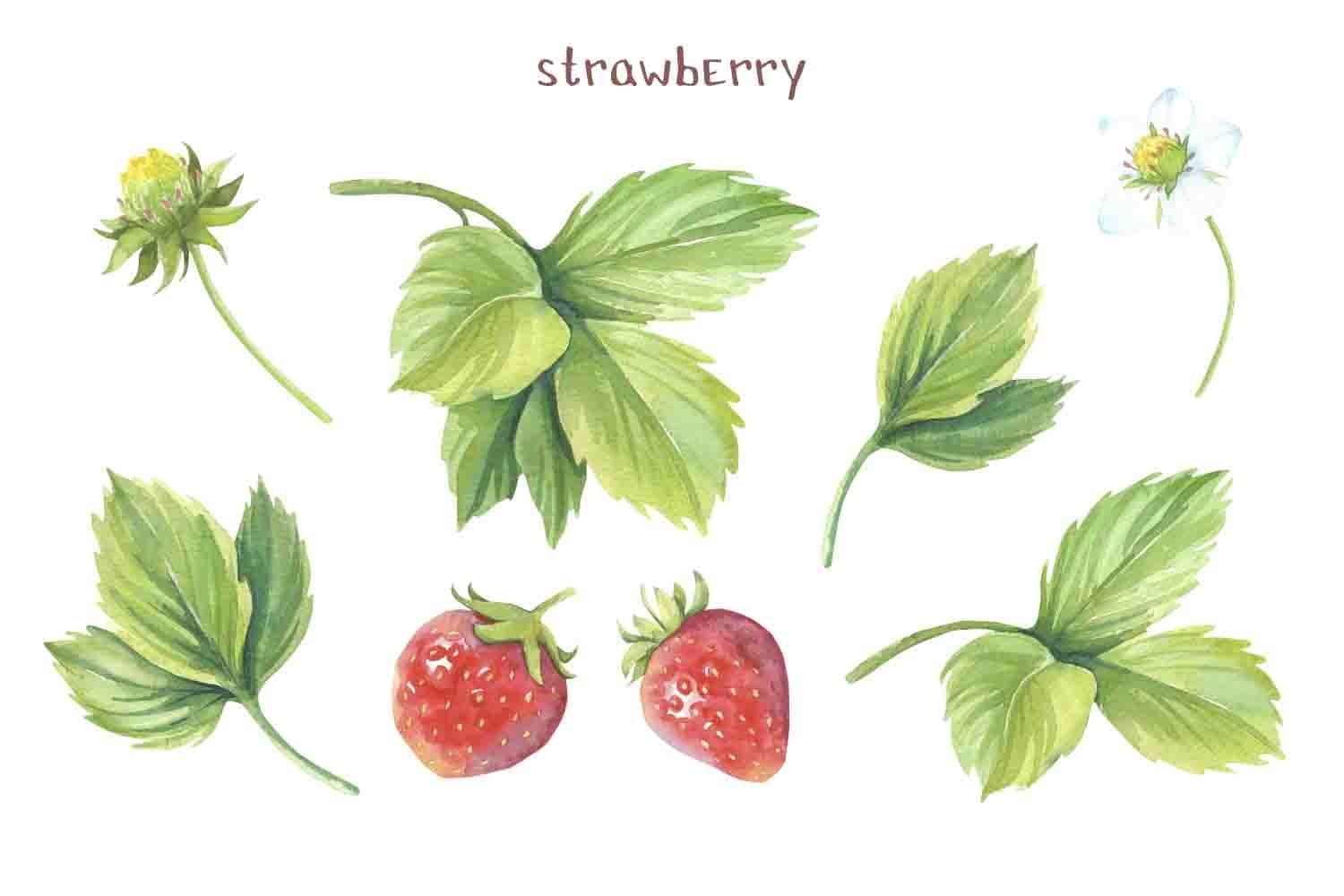 Separate elements of strawberries are drawn on a white background.