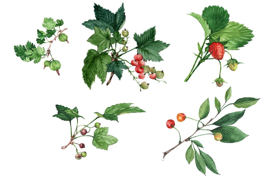 Image of sprigs of berries: strawberries, gooseberries and currants.