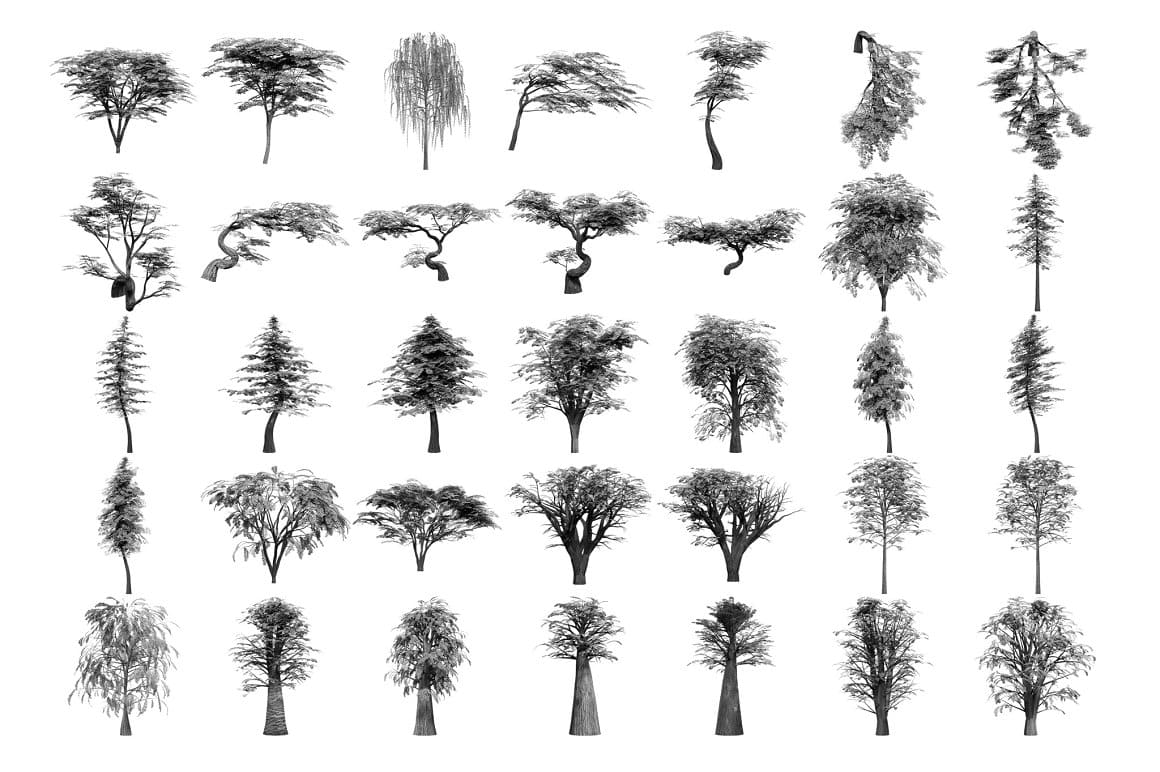 Gray trees with needles, others with leaves on a white background.