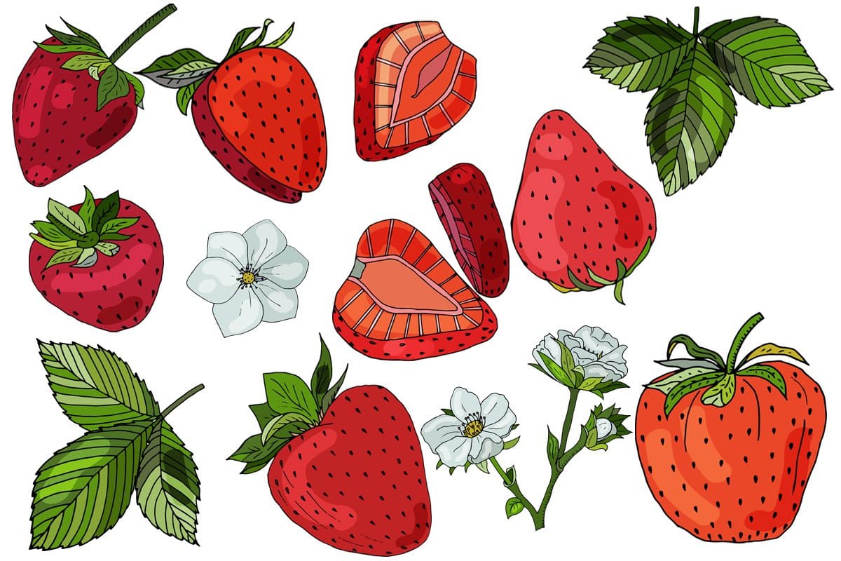 Strawberry flowers, strawberry and green strawberry leaves on a white background.