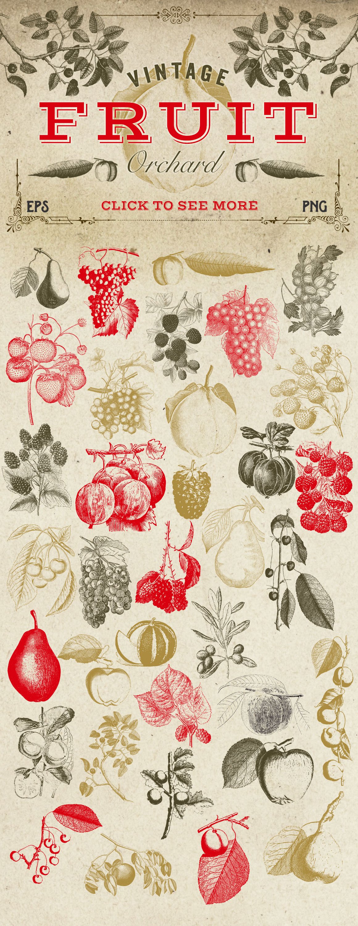 Strawberries, cherries, blackberries depicted in vintage style.