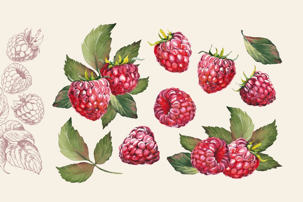 An image of raspberry sketches in pencil, as well as painted in watercolor.