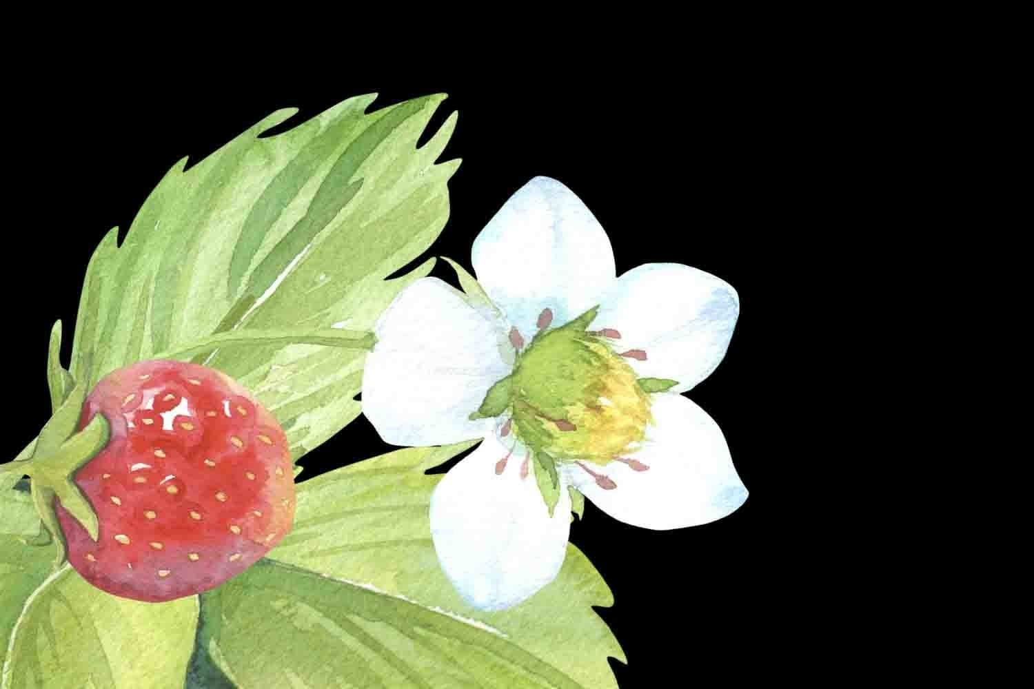 A strawberry bush is drawn on a red background.