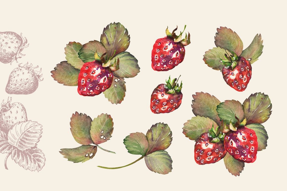 Watercolor image of strawberries and strawberry bushes.
