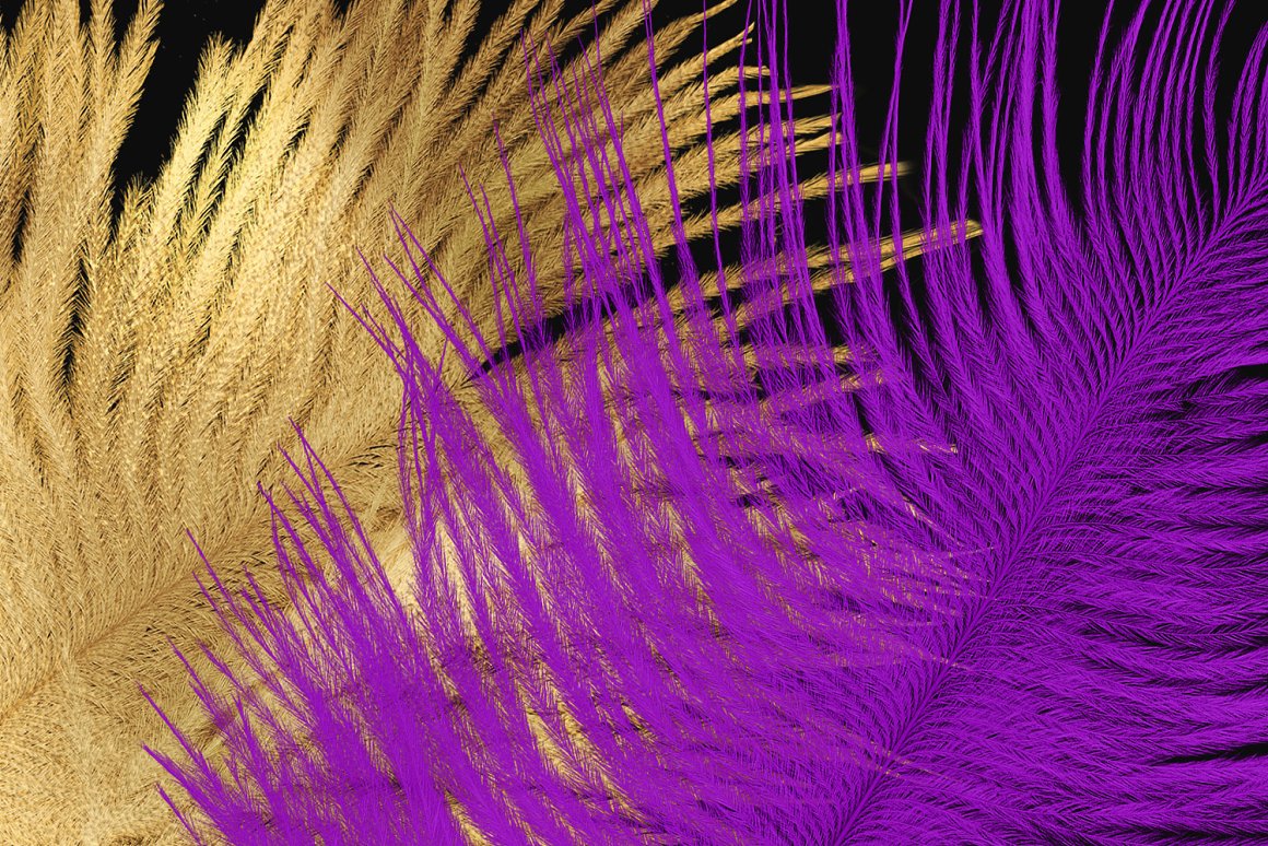 mardi gras feathers 24090625 PNG