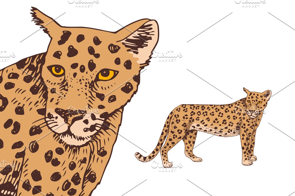 Leopard close-up.