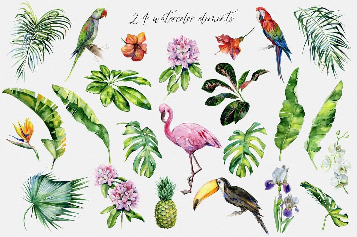 Rainforest, 24 Illustrations Elements.