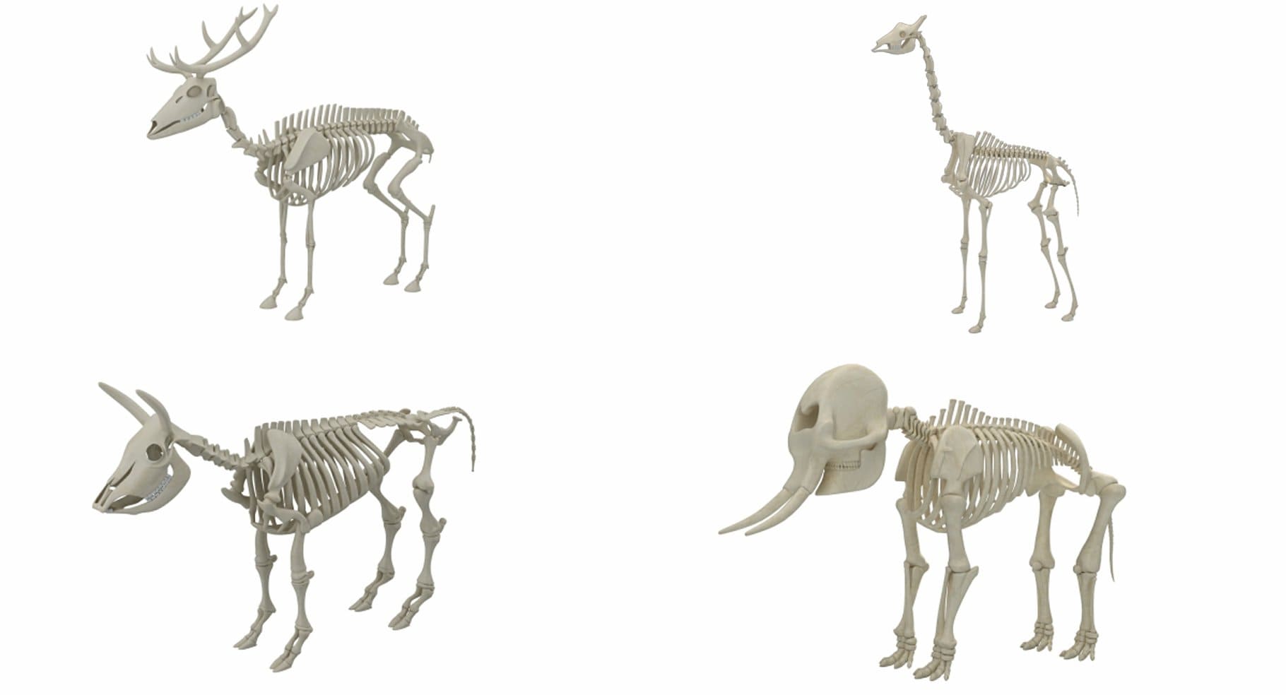 Images of skeletons of wild animals.