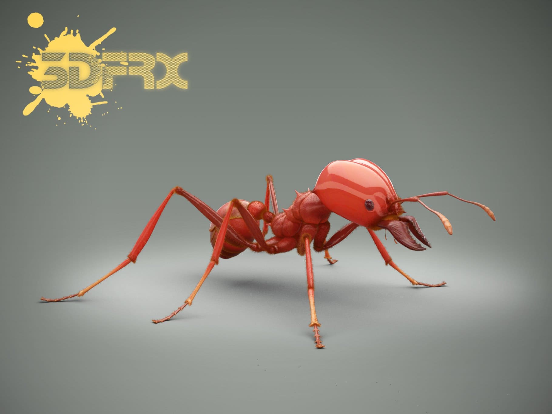 Combat red soldier ant.
