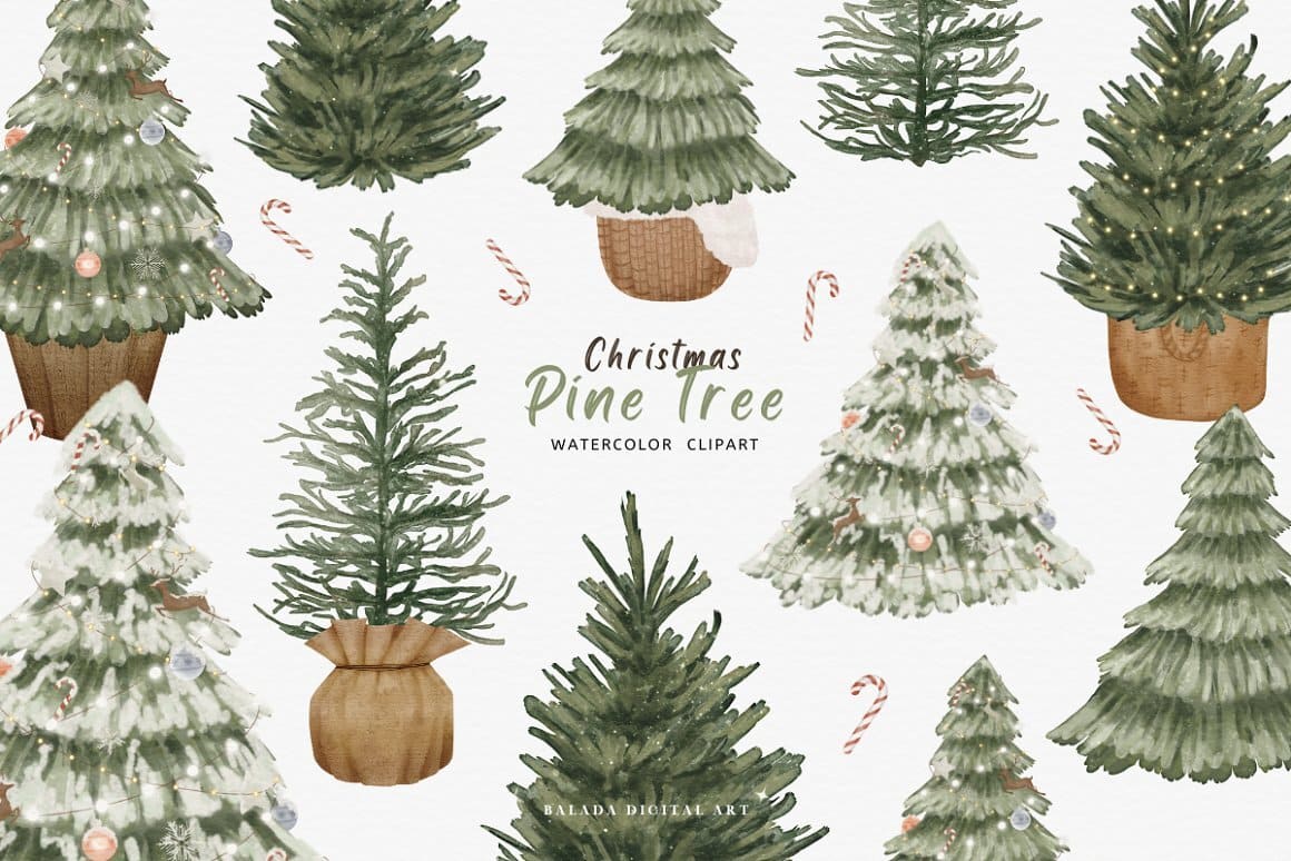 Christmas Pine tree watercolor clipart.