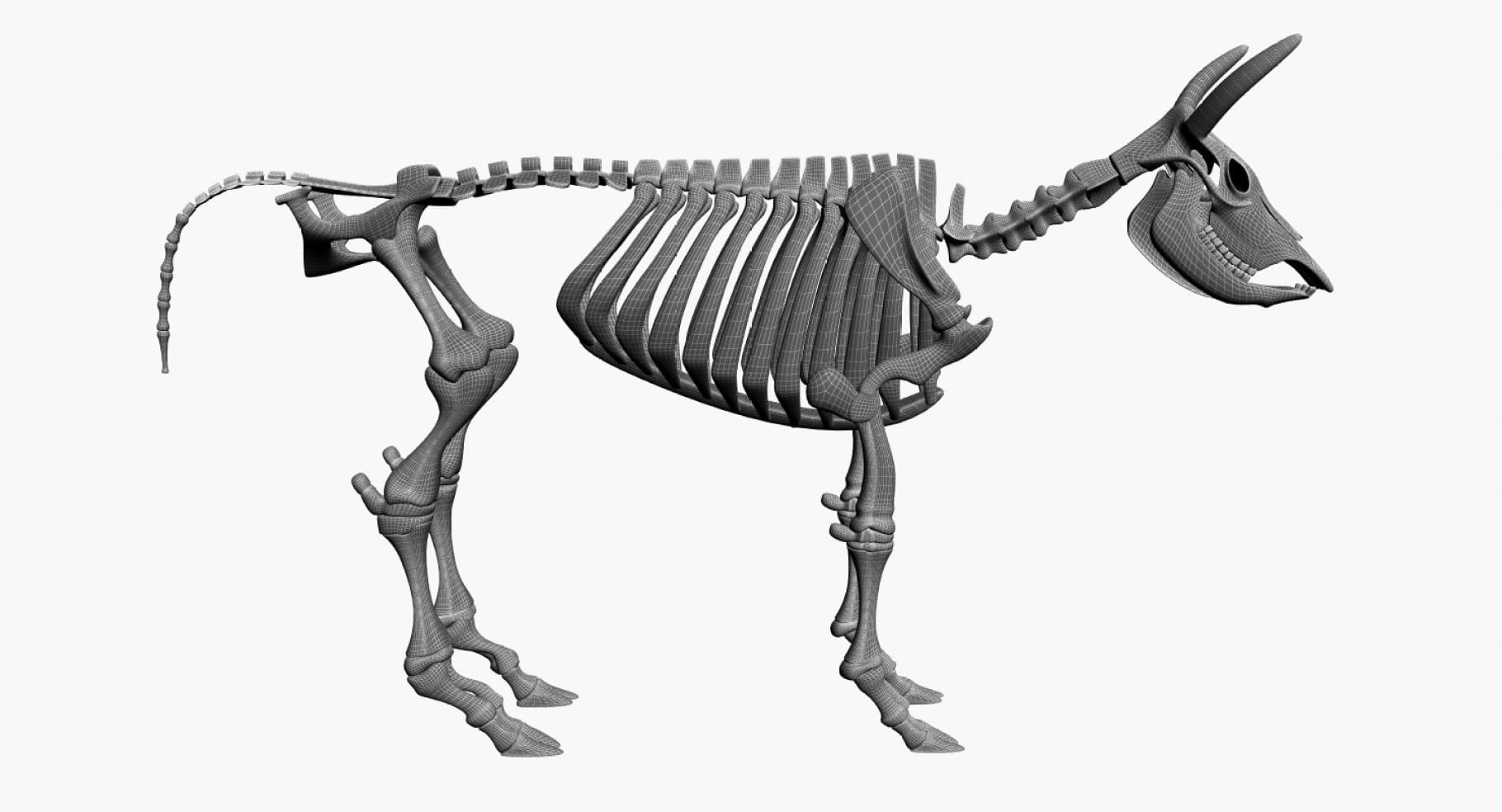Image of a dark gray cattle skeleton.