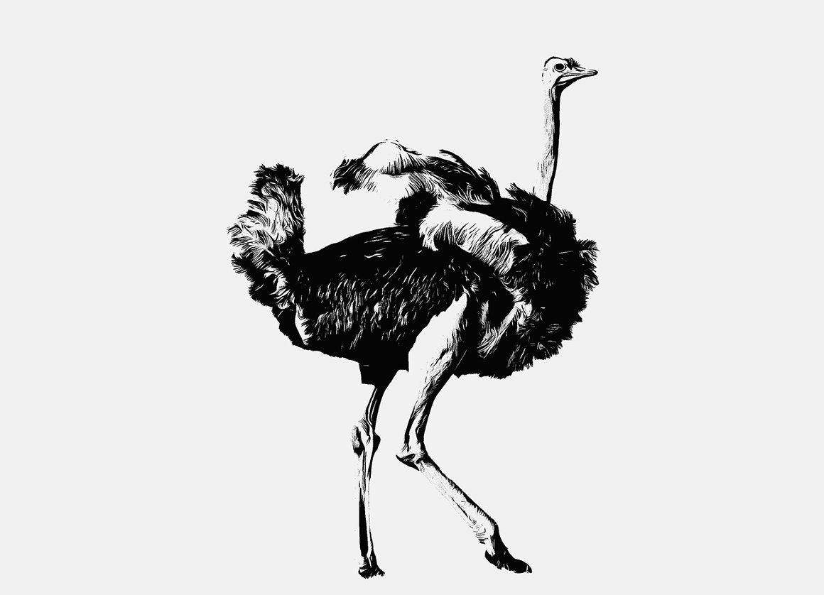 Ostrich image black and white.