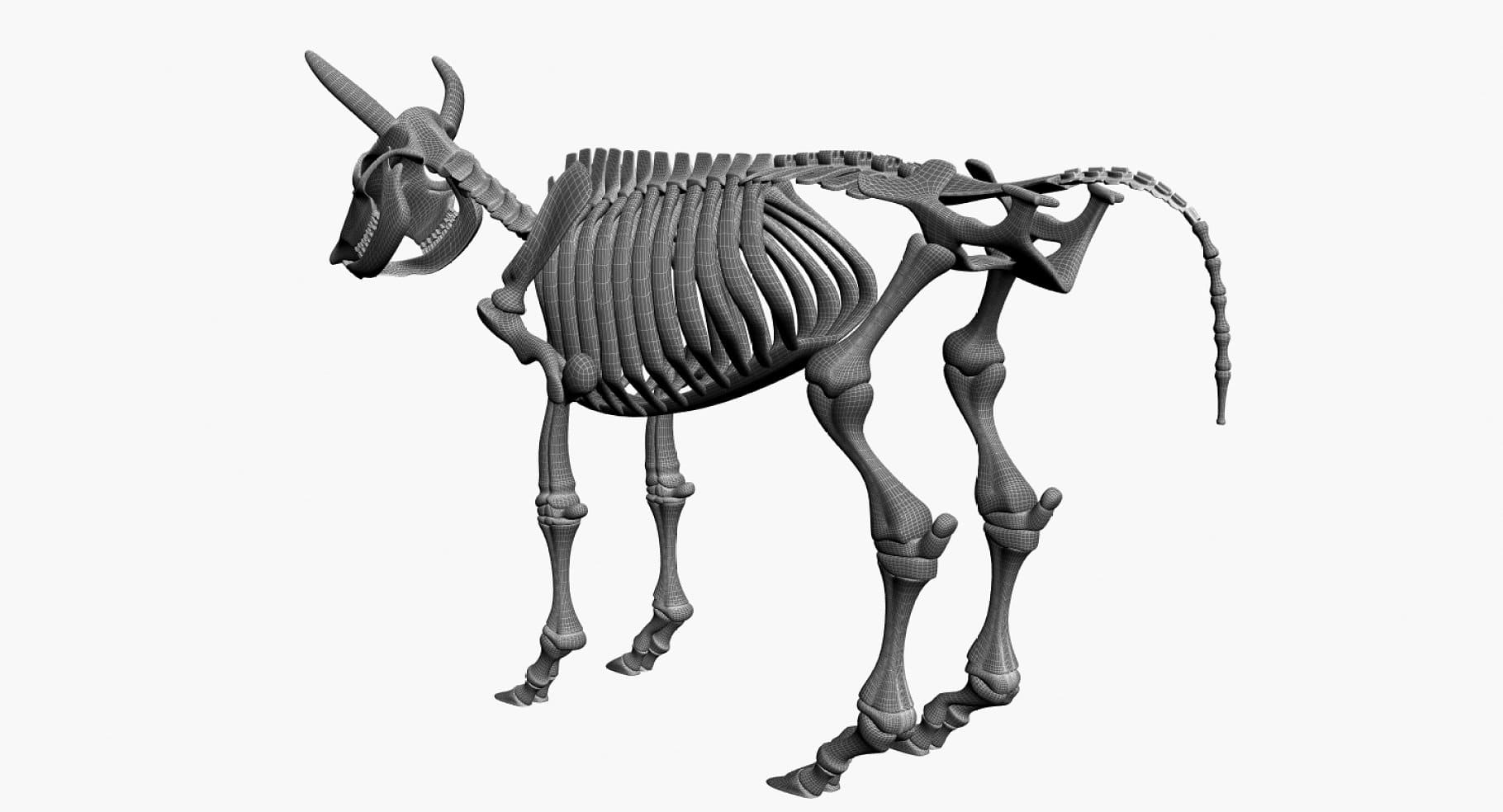 An image with a detailed drawing of the skeleton of cattle.