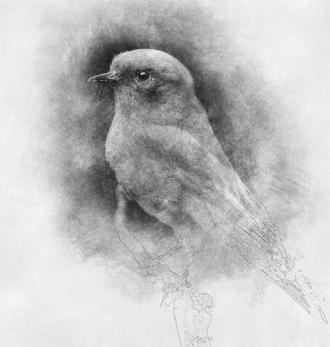 A bird is drawn in detail with a white, gray and black pencil.