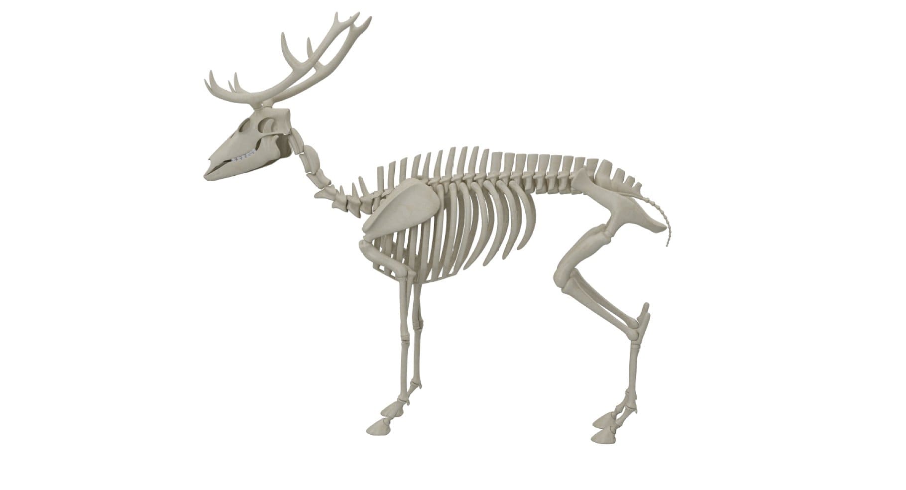 A picture of a deer skeleton with a short tail.