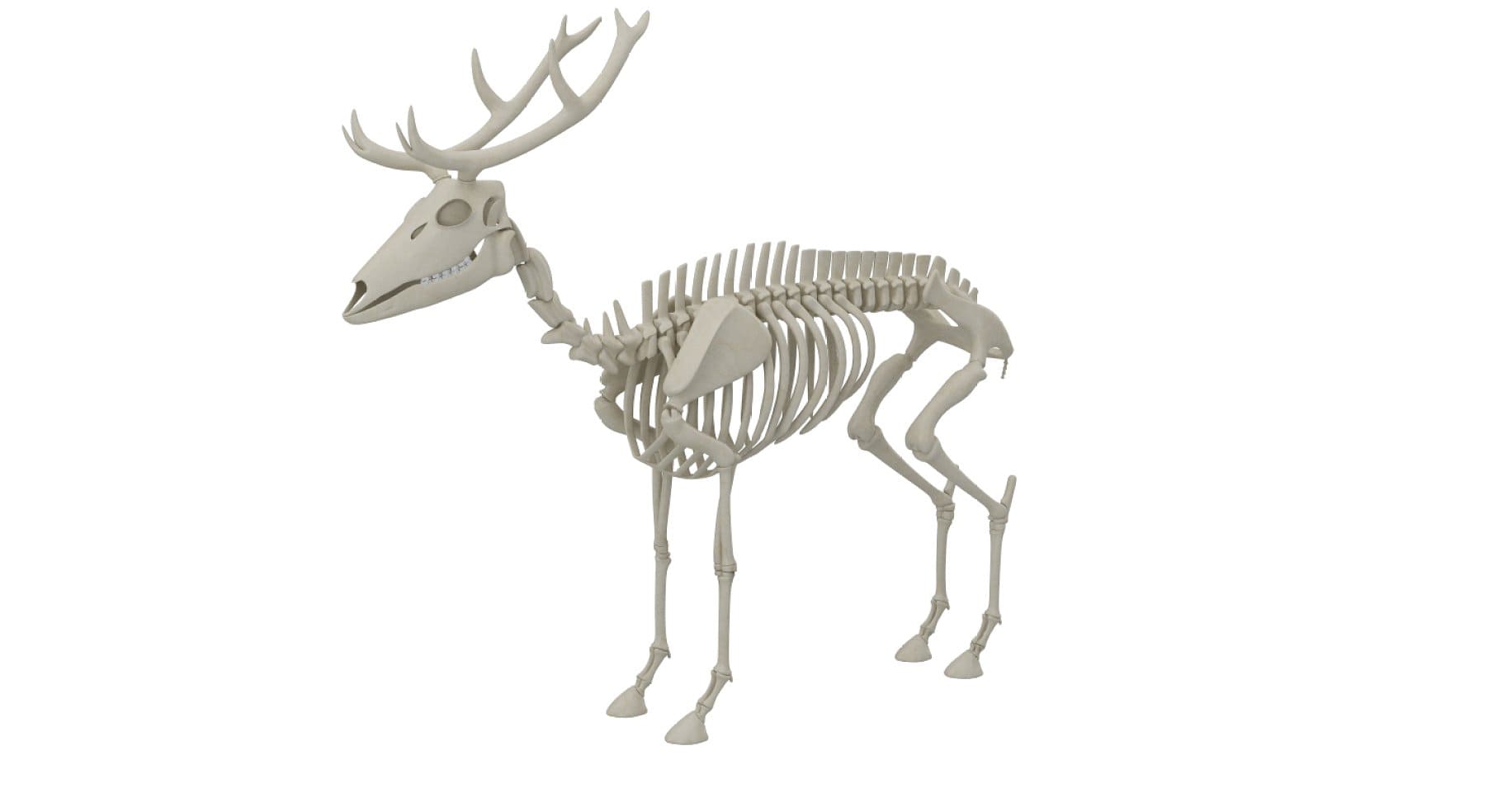 Side view of a deer skeleton.
