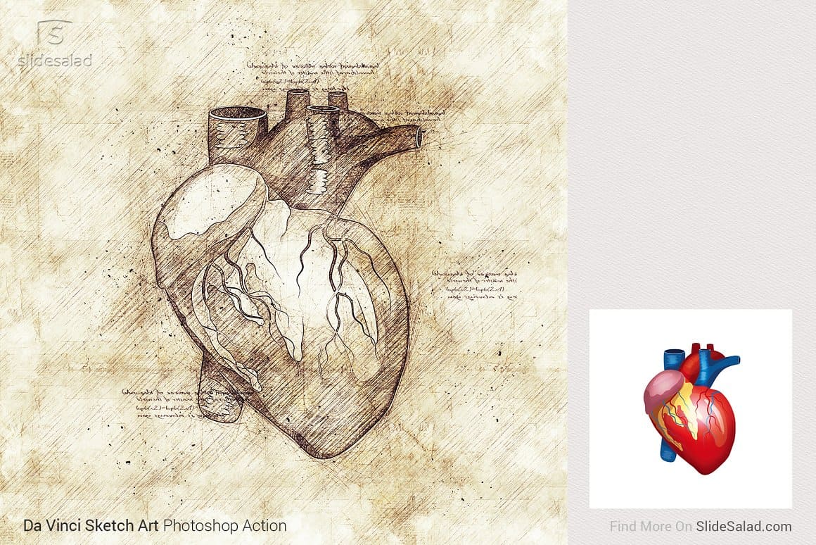 Image of heart with all veins and ducts in photo and drawing using Da Vinci Sketch Art Photoshop Action.