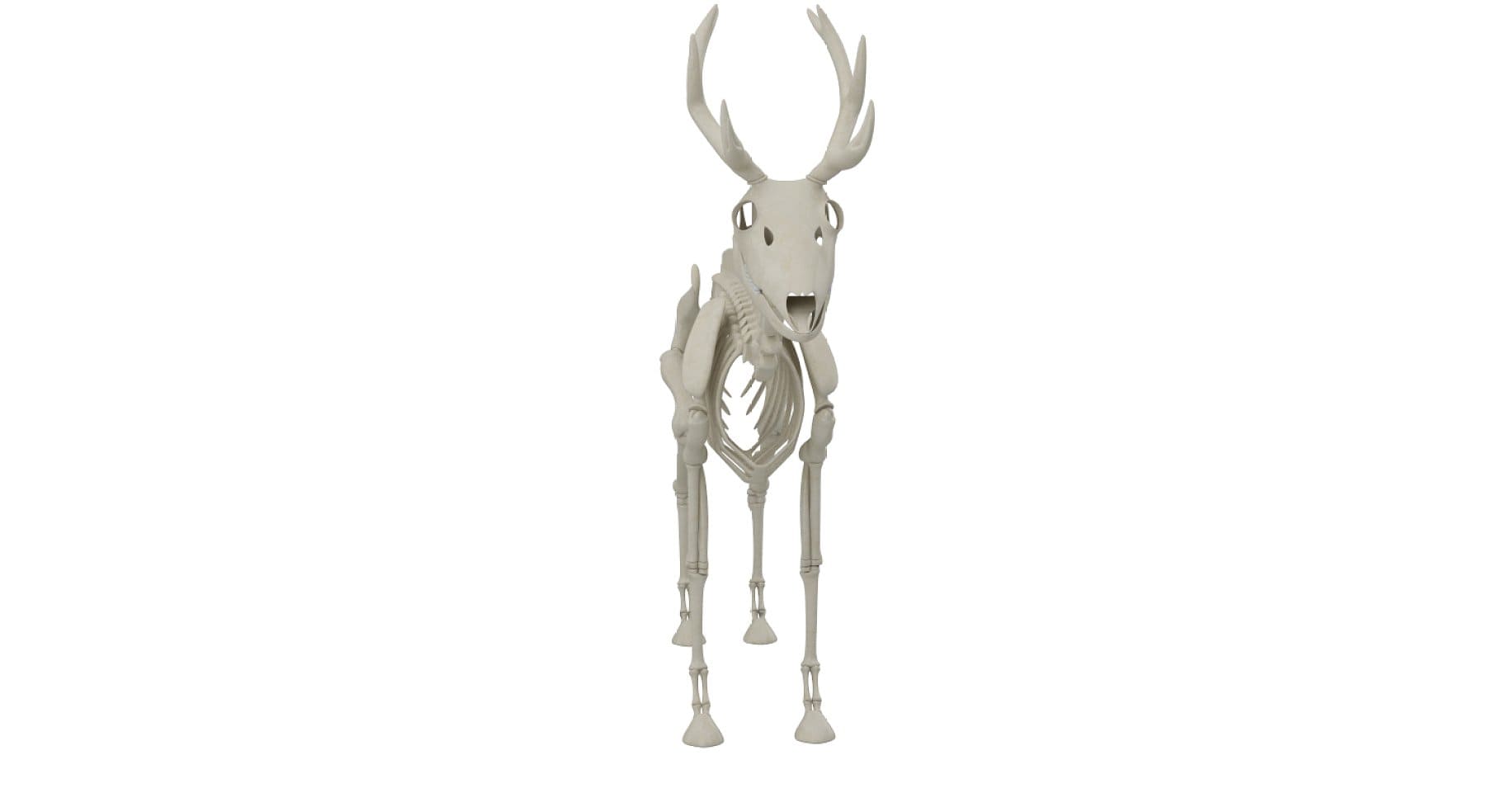 Front view of a deer skeleton.