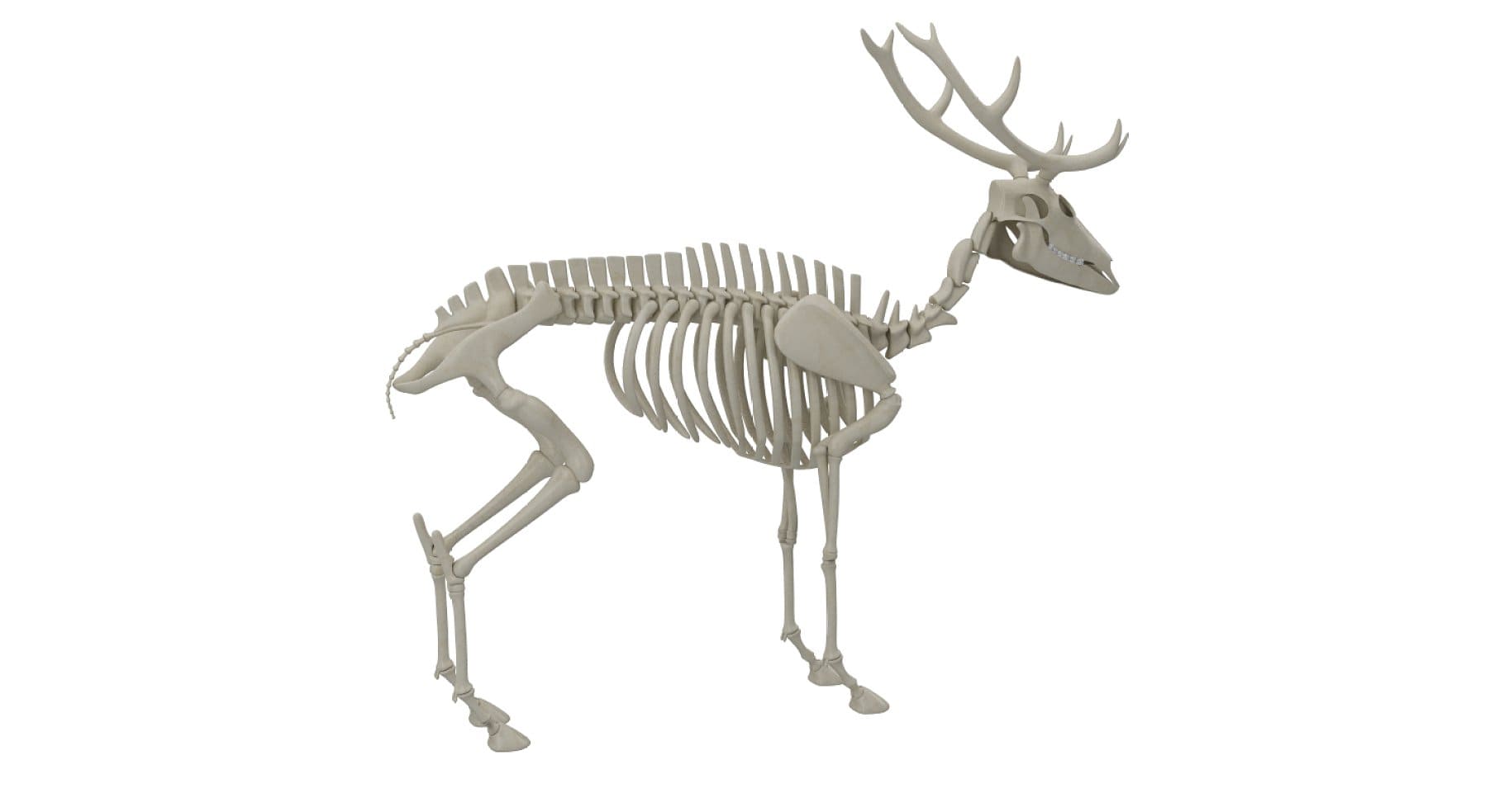 Image of a deer skeleton with long horns.