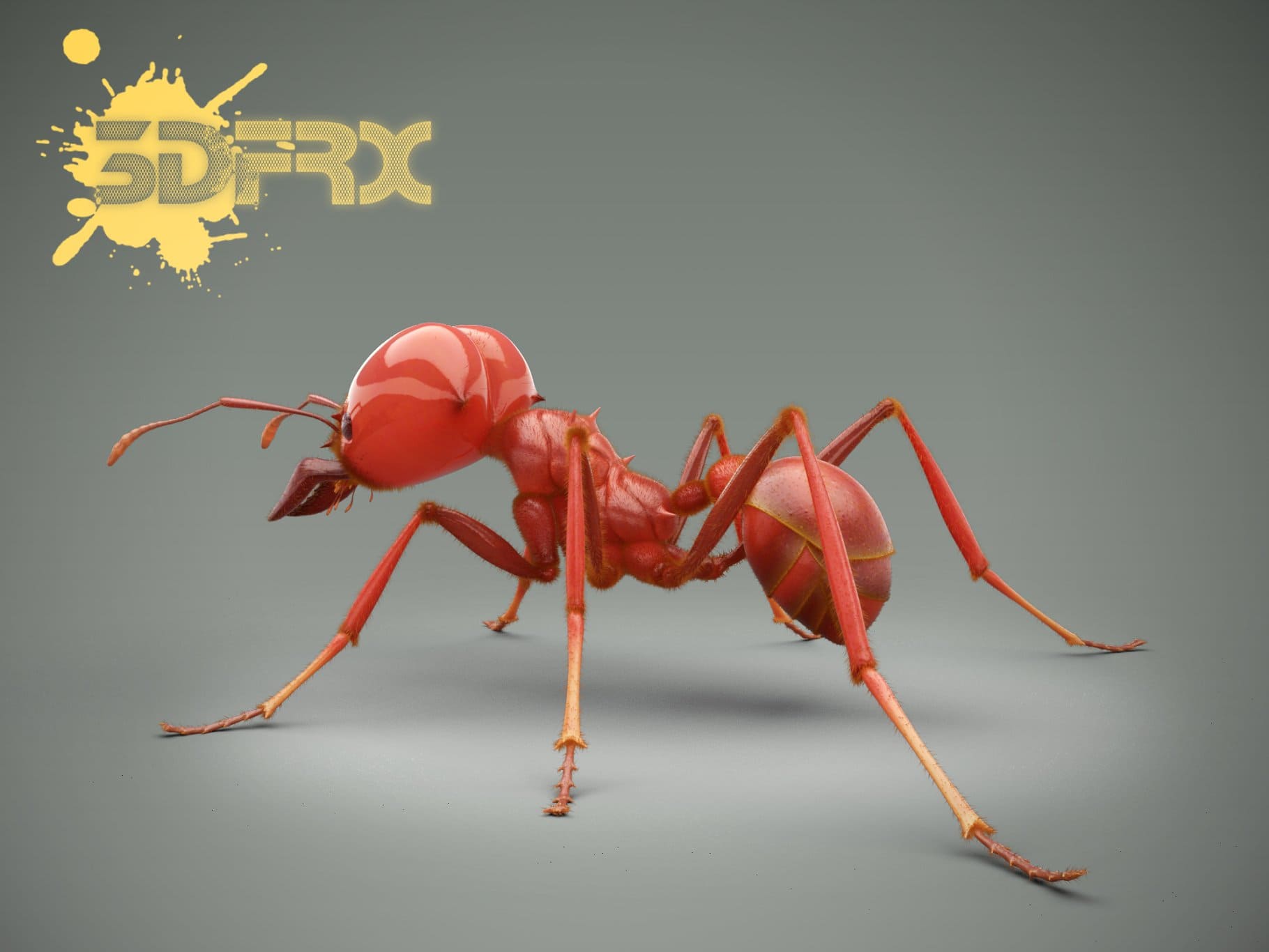 Combat red soldier ant from the back.