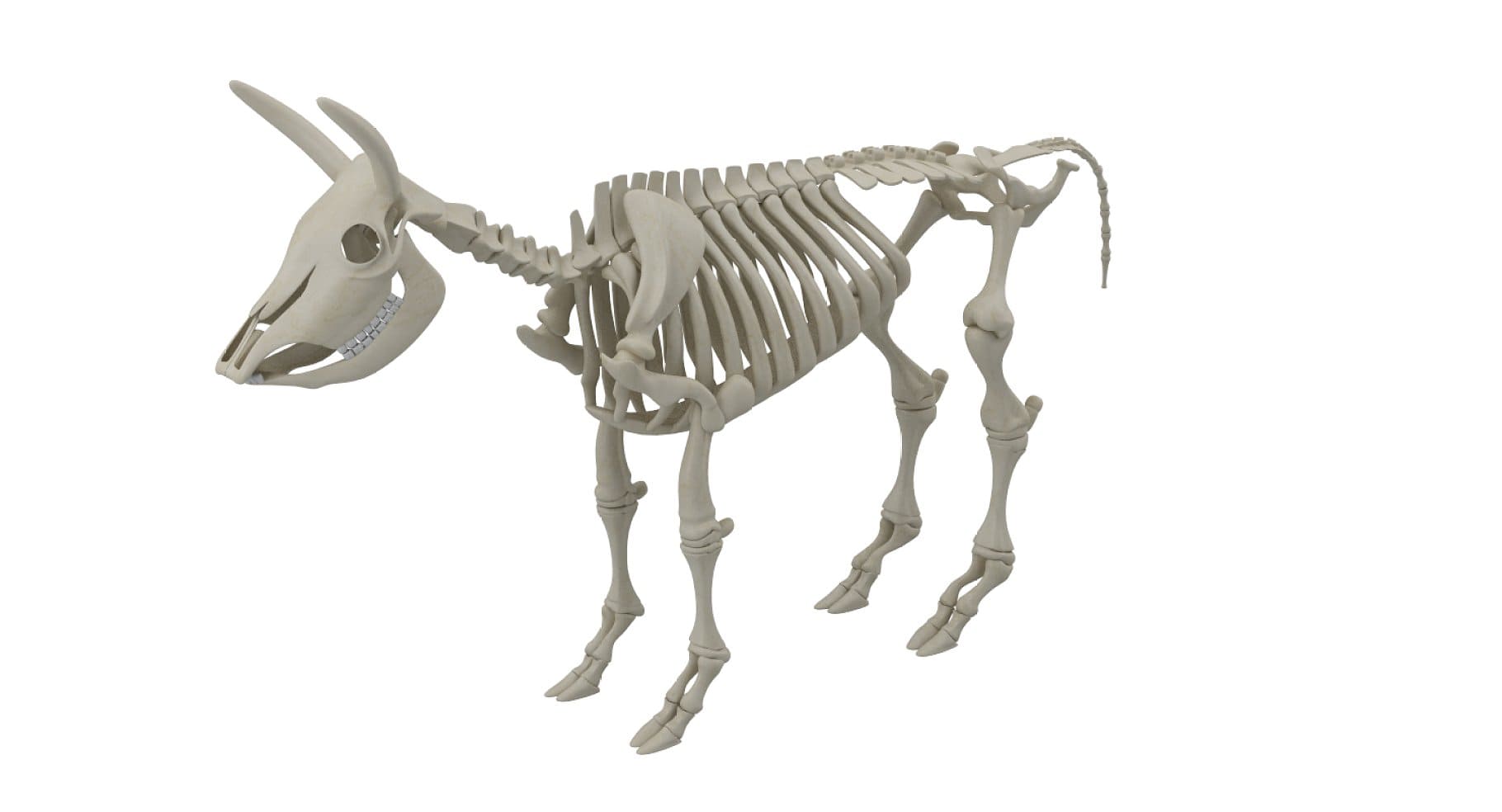 An image of a cattle skeleton with a small tail.