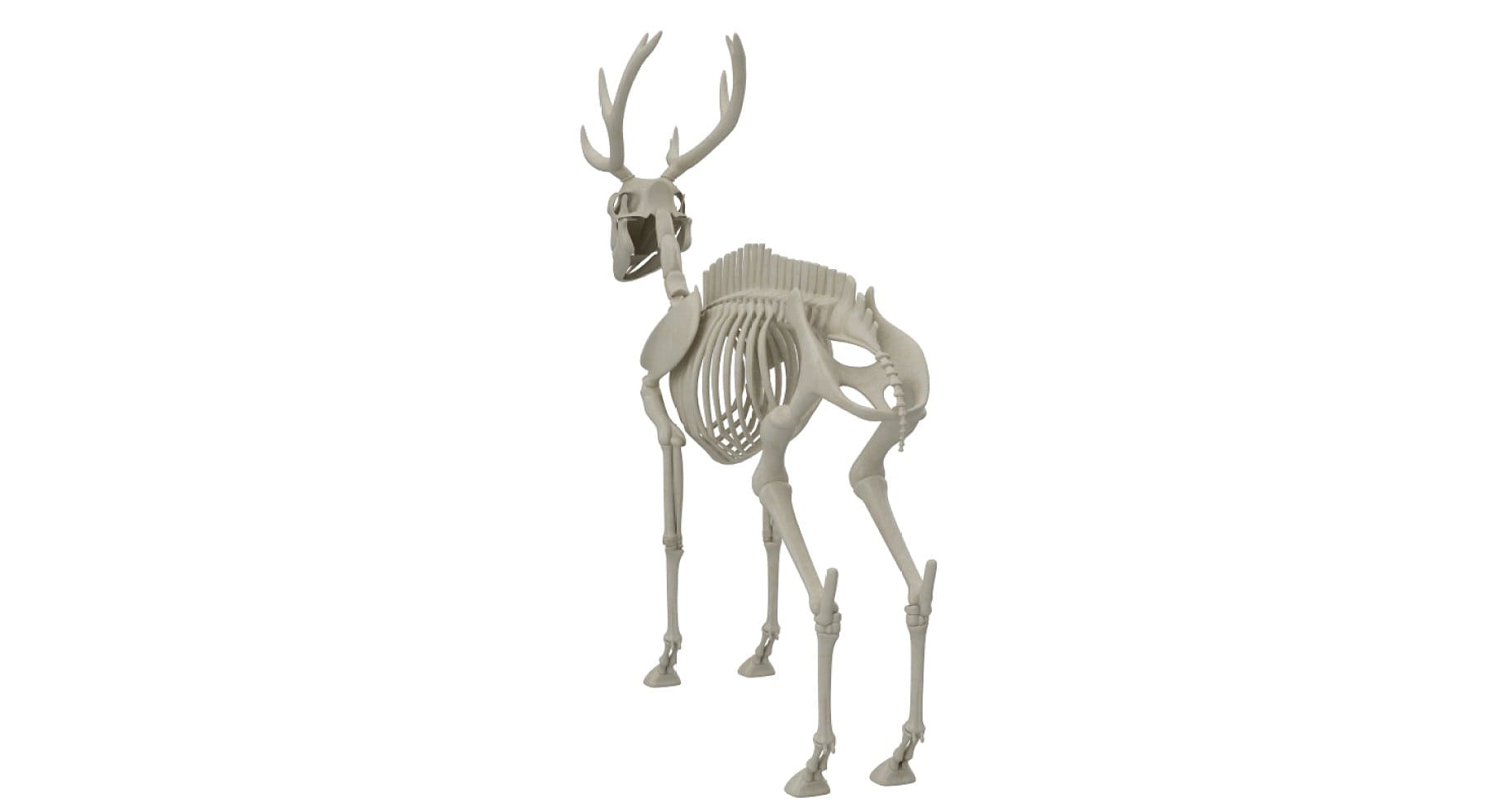 An image of the back of a deer with a thin tail.