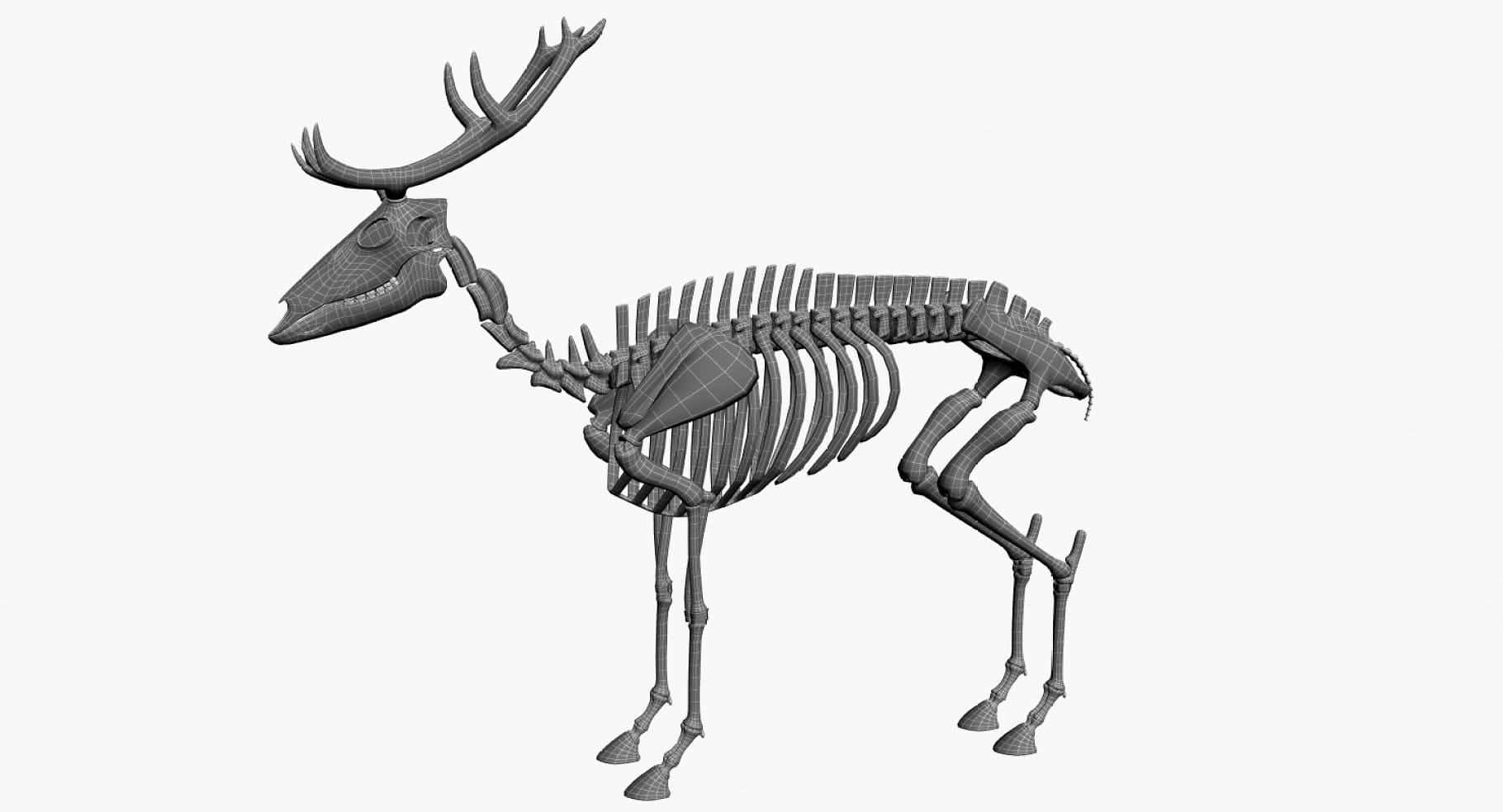 Image of a dark gray deer skeleton with a white drawing on it.