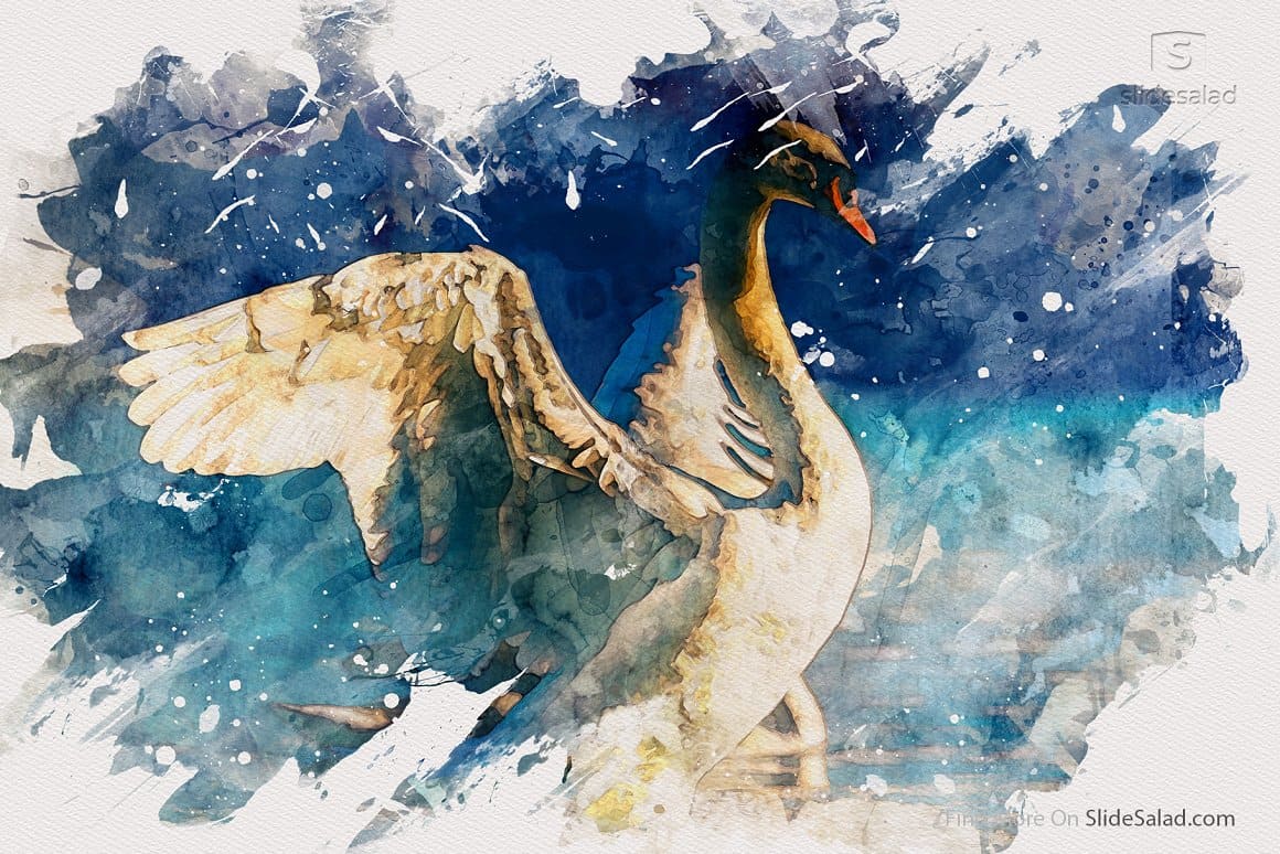 Watercolor portrait of a swan floating on water.