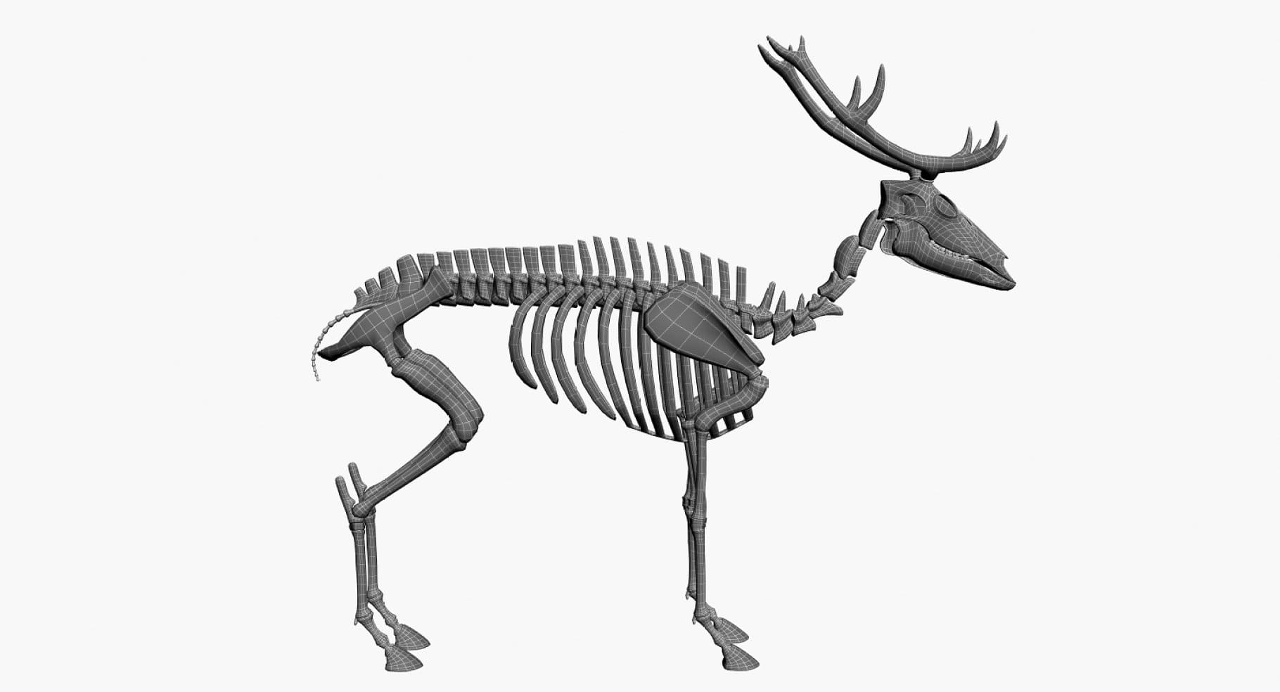 Image of a dark gray 3D model of a deer skeleton.