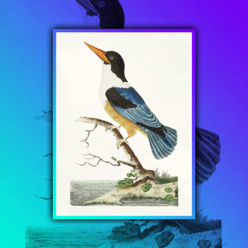 Images with drawing of black capped kingfisher.