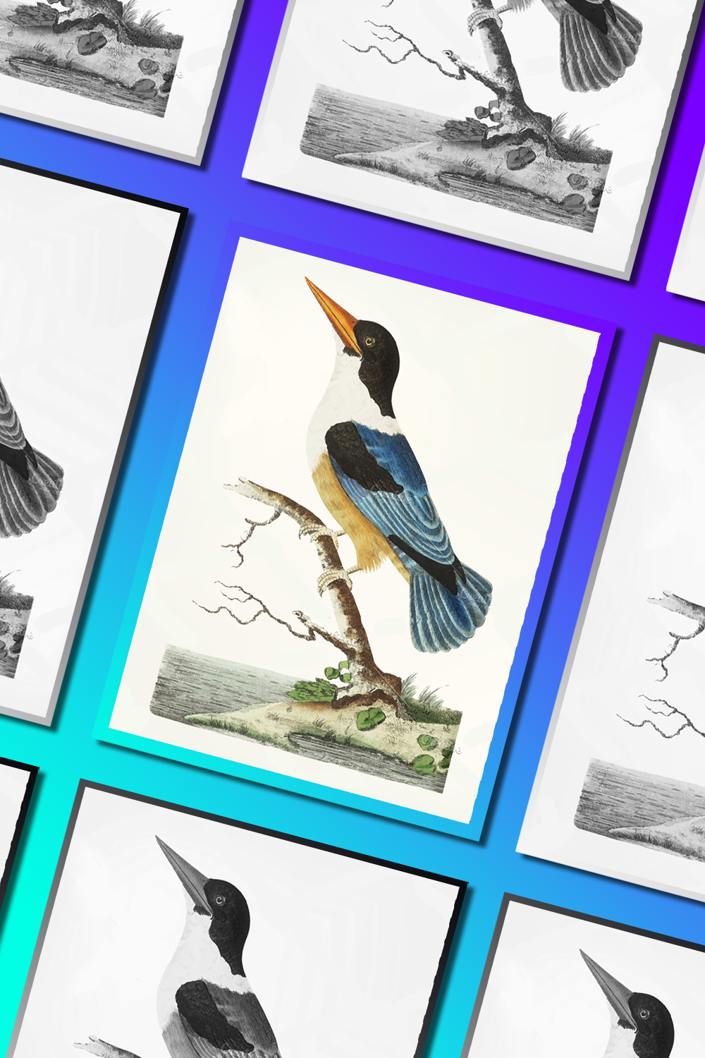 Illustrations drawing of black capped kingfisher of pinterest.