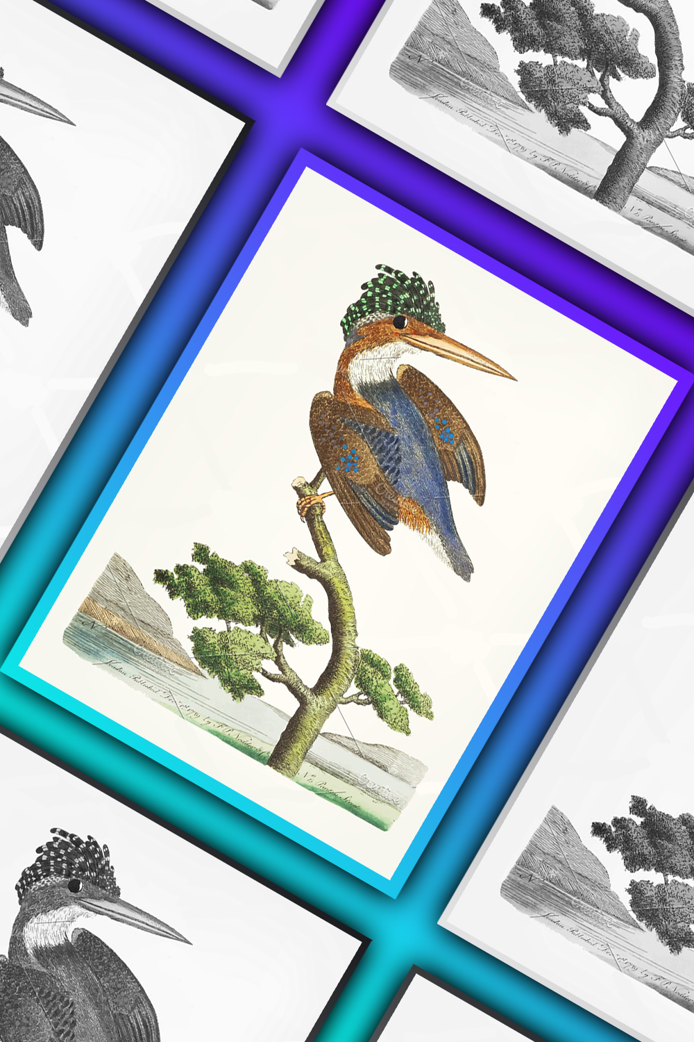 Illustrations hand drawn crested kingfisher of pinterest.