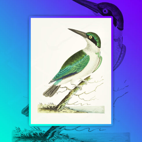 Images with drawing of green headed kingfisher.
