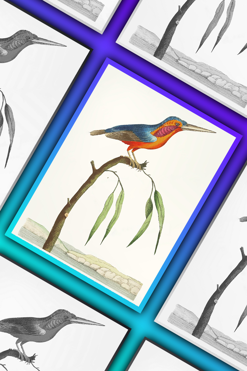 Illustration of crested kingfisher of pinterest.