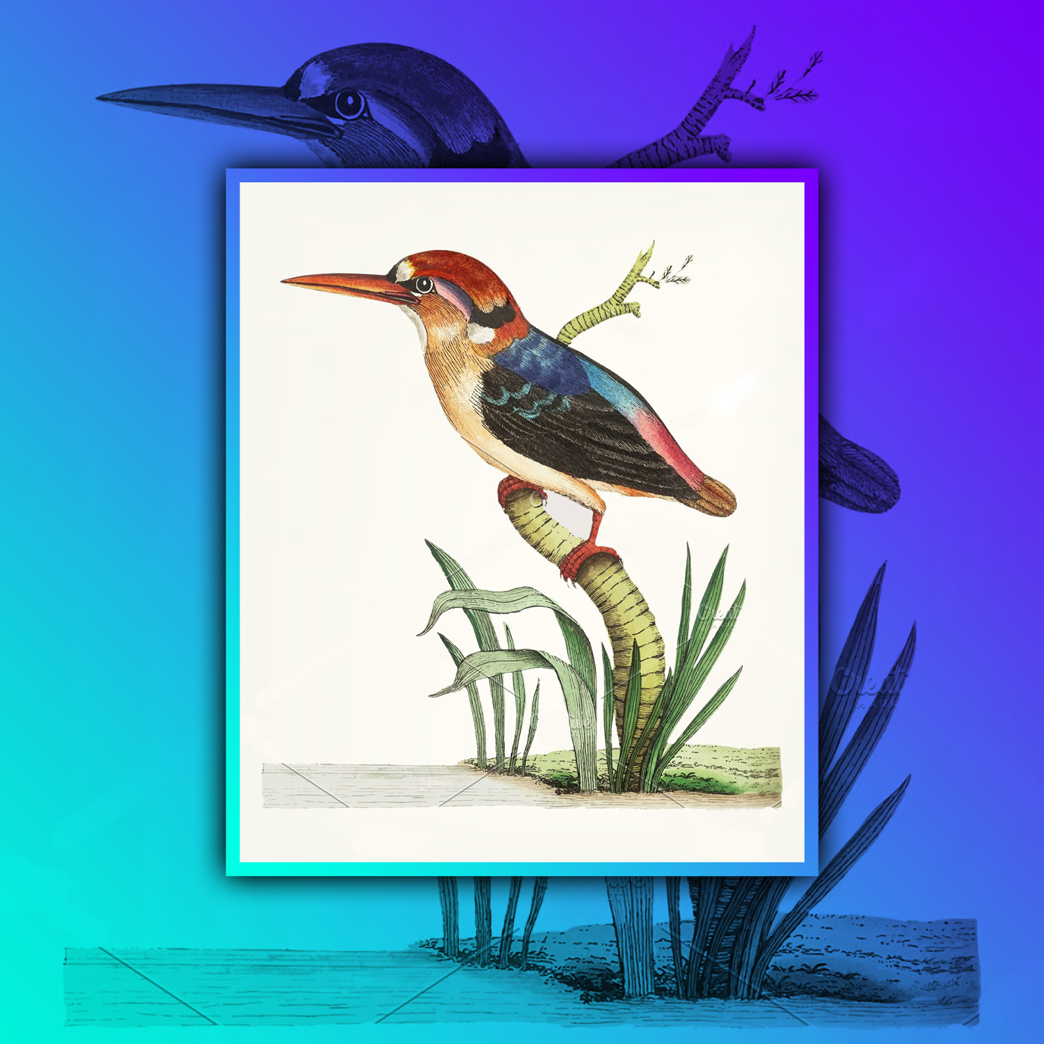 Images with illustration of bengal kingfisher.
