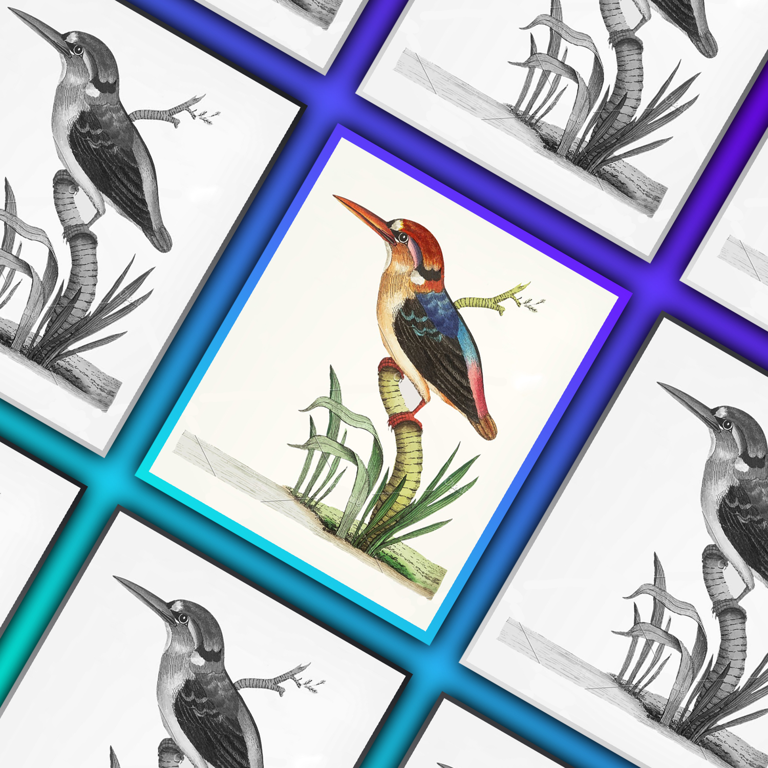 Preview illustration of bengal kingfisher.