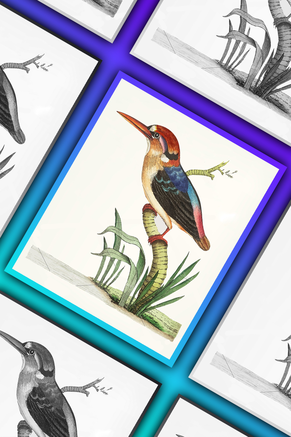 Illustration of bengal kingfisher of pinterest.