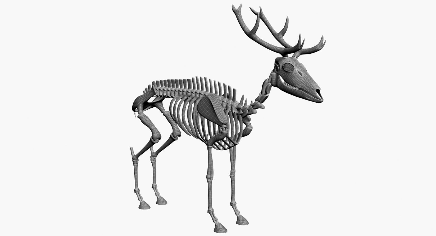 Image of the skeleton of a deer from the right side and its thin legs.