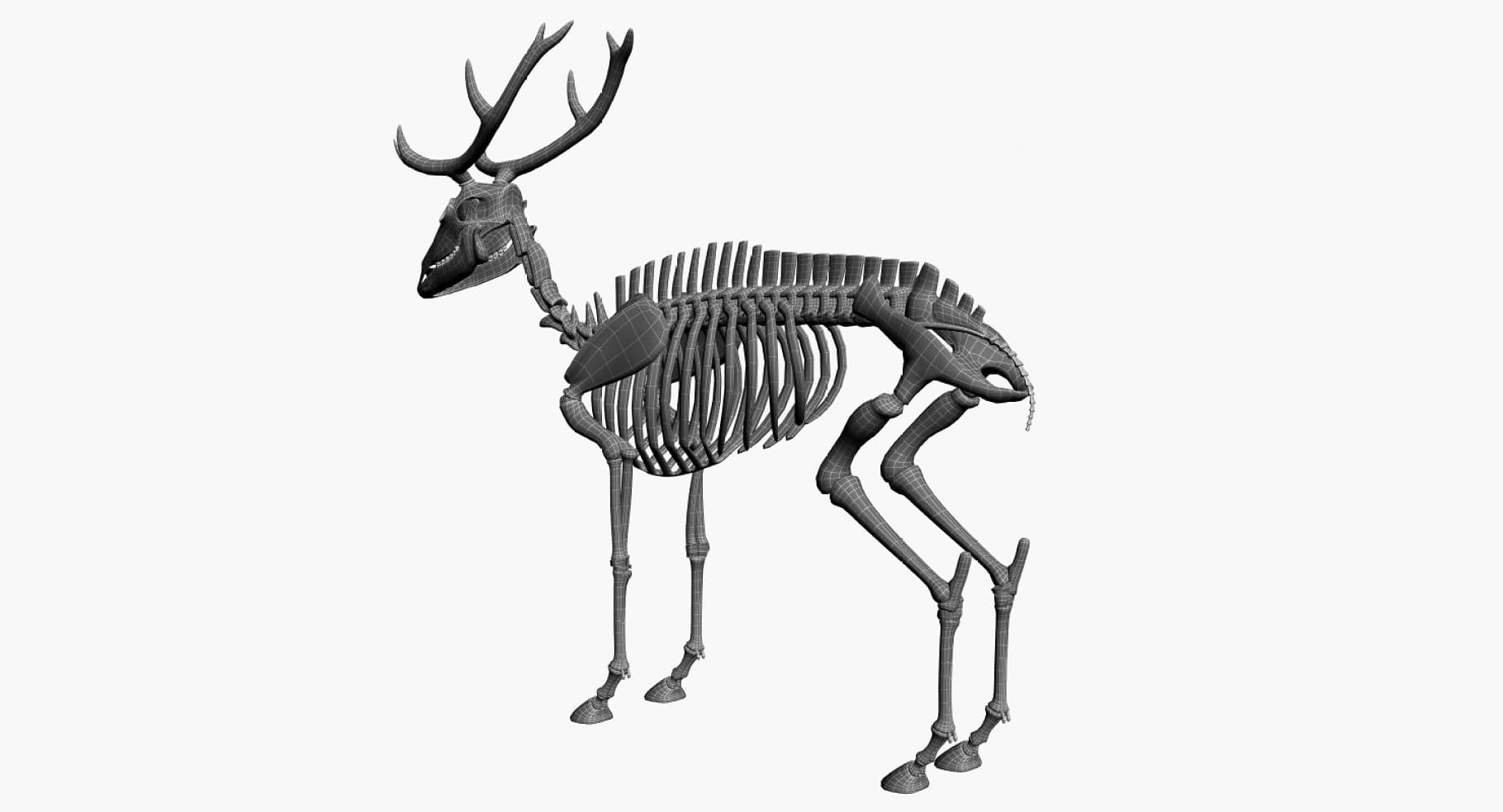 Image of deer joints in 3D model.
