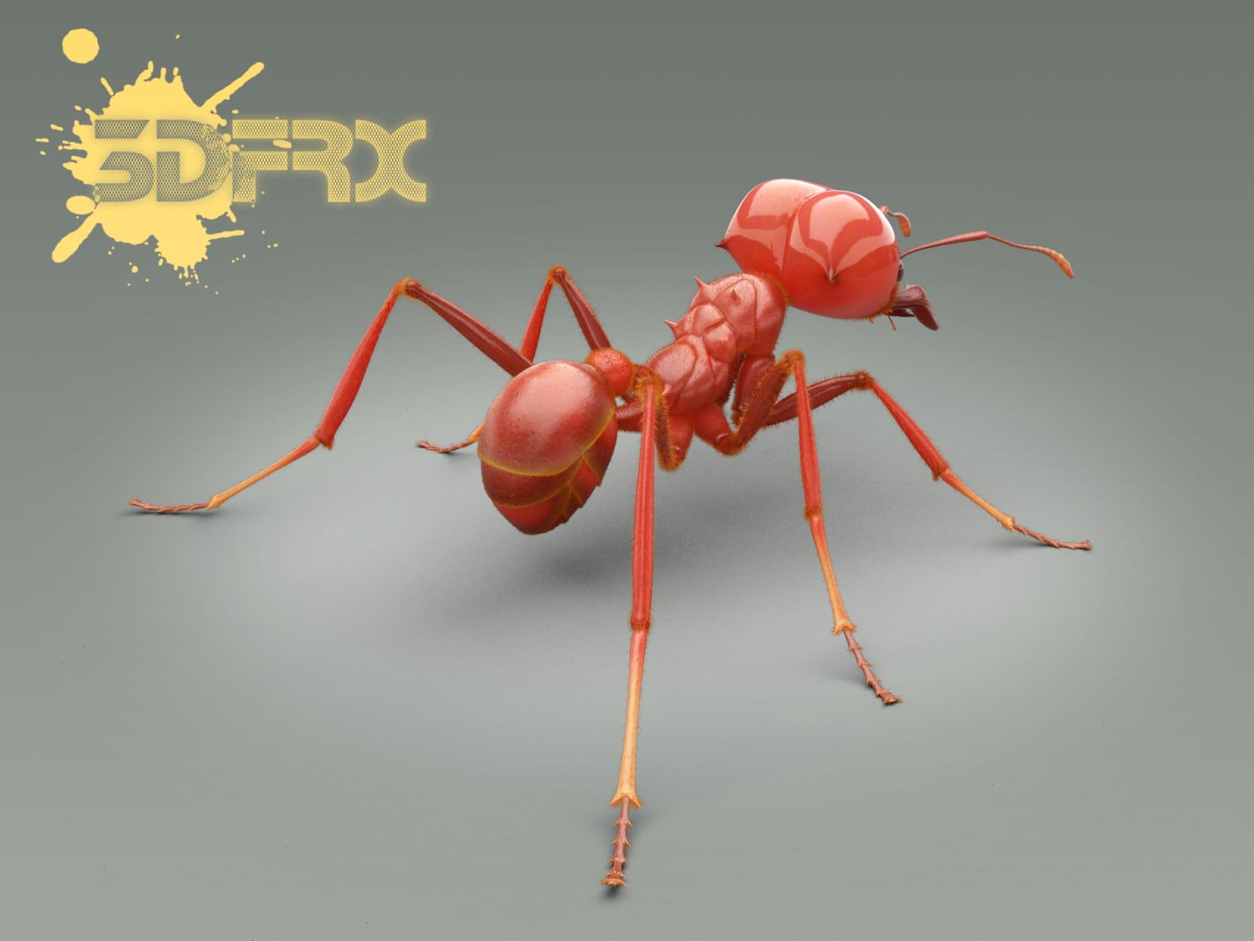Rear view of a red ant model.