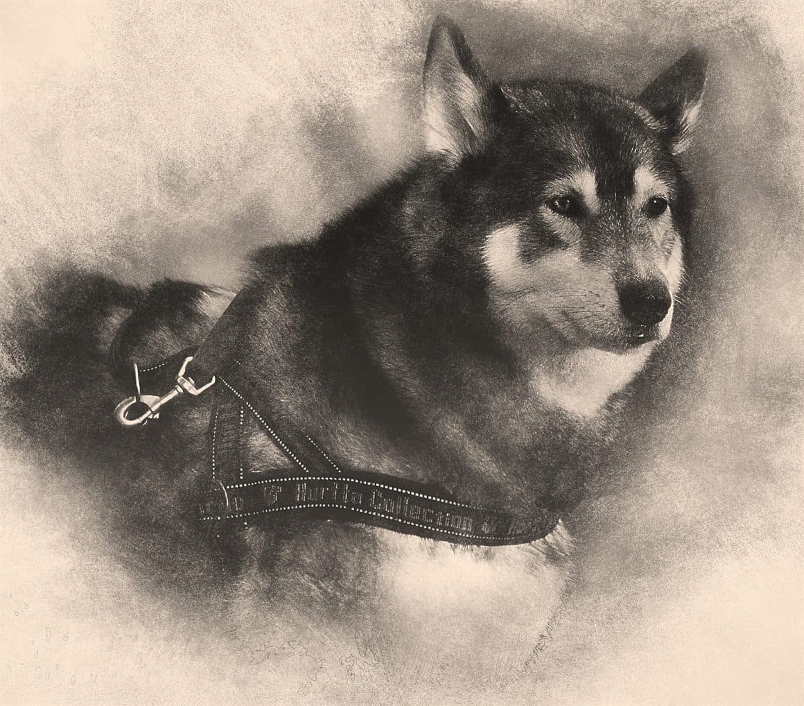 An image of a husky dog ​​is drawn with a pencil.