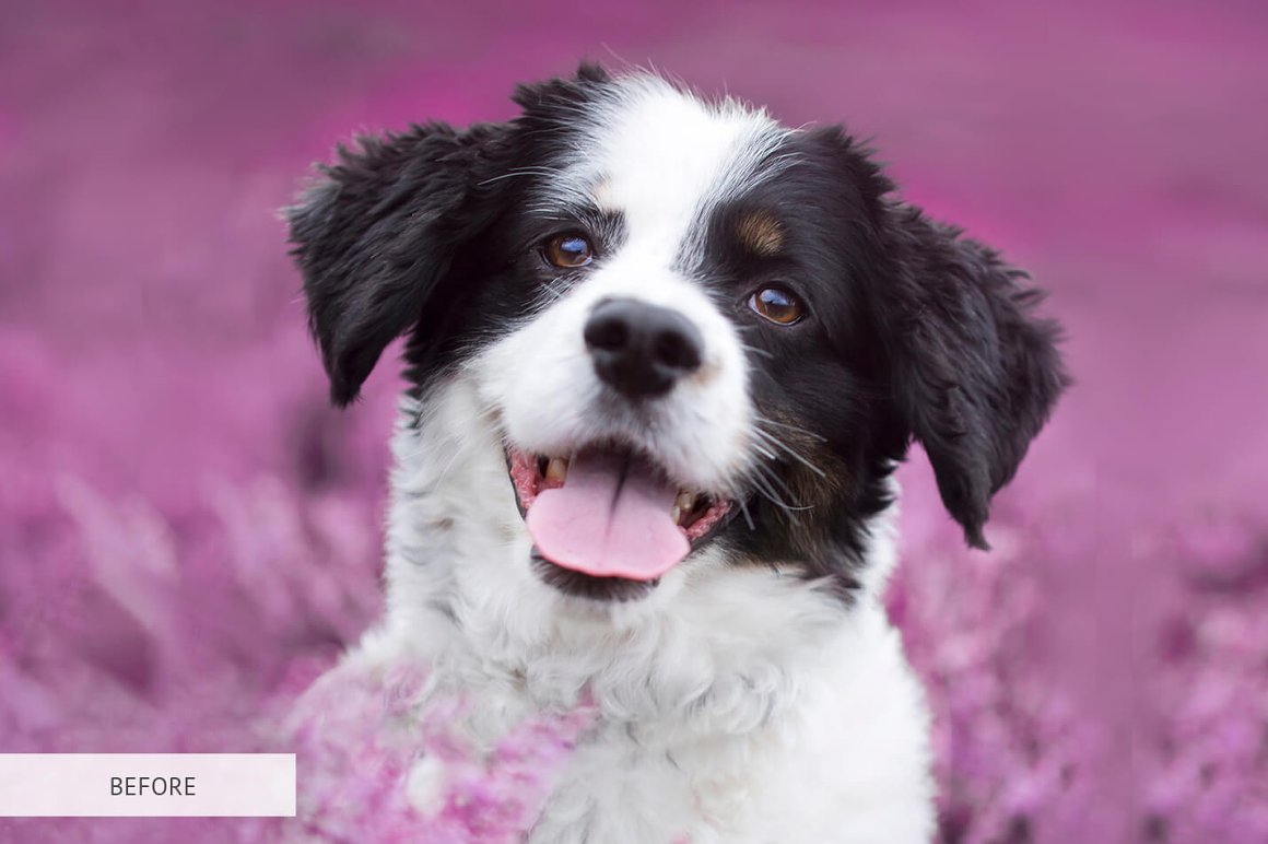 A dog on a purple background.