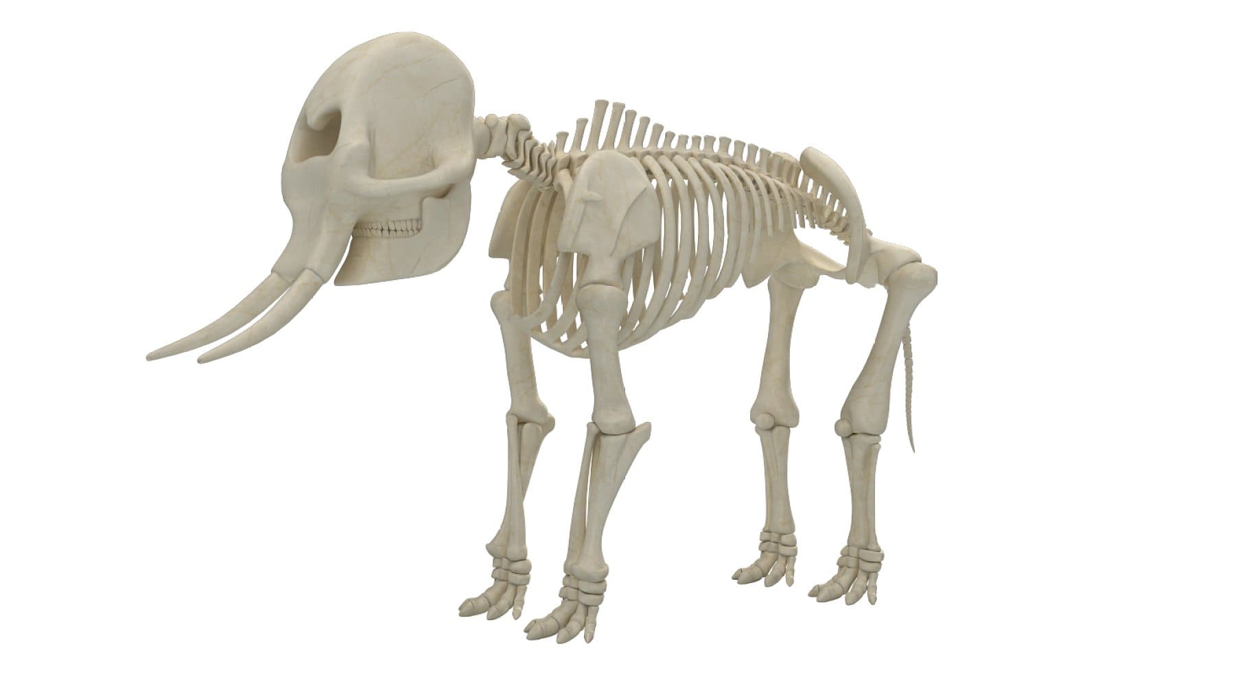 An image of an elephant skeleton with small fingers.